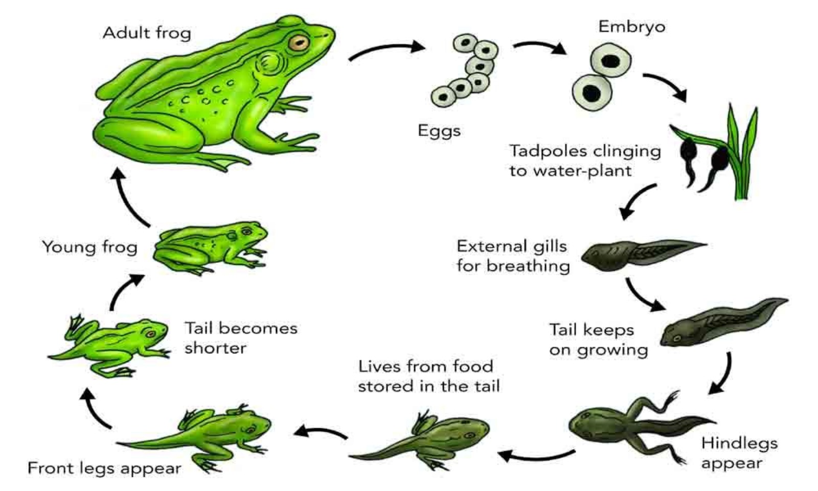 Life Cycle of a frog